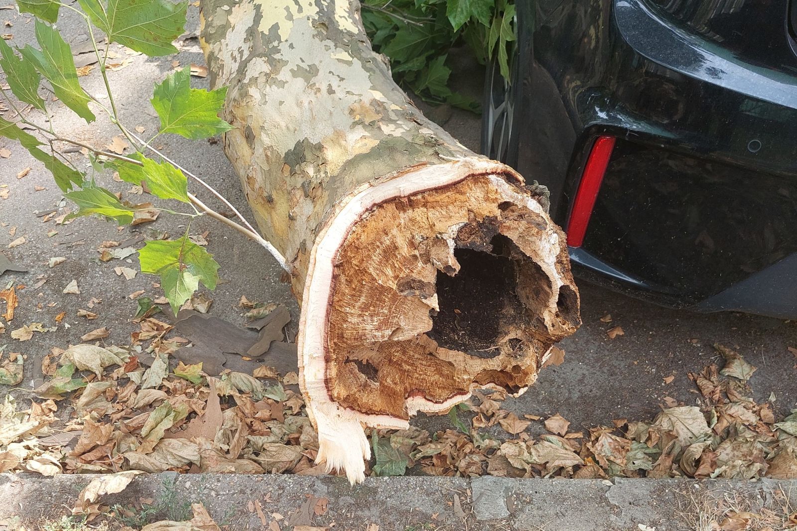 Leszakadt egy hatalmas vázág egy Gyümölcs utcai platánról